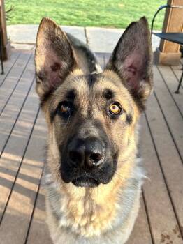 Roscoe -  German Shepherd Dog Dog for Adoption in Burnsville, North Carolina - Roscoe | PetCurious