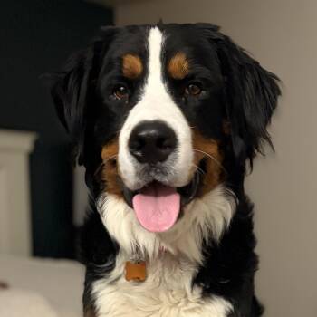 Oakley -  Bernese Mountain Dog Dog for Adoption in Normal, Illinois - Oakley | PetCurious