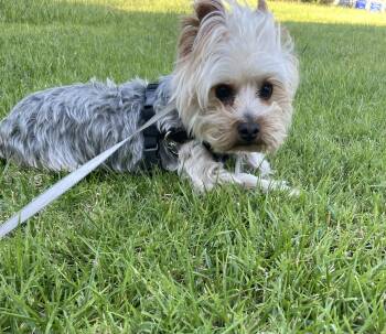 Yorkshire Terrier Dogs Available for Adoption in San Diego, California - Tzittzit | PetCurious