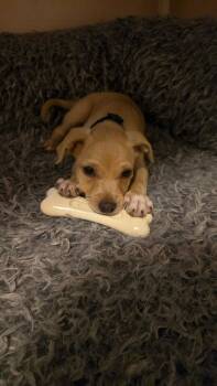 Augie -  Chihuahua Dog for Adoption in Los Angeles, California - Augie | PetCurious