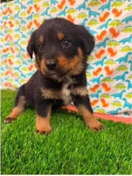 Zeal -  Rottweiler and Australian Shepherd Dog for Adoption in Carson City, Nevada - Zeal | PetCurious