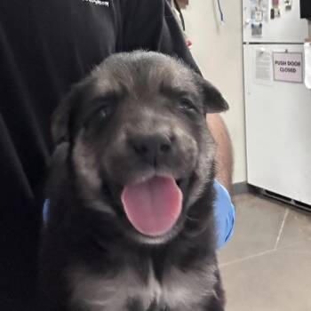 babba yaga -  Shepherd and Mixed Breed Dog for Adoption in Yuma, Arizona - Babba Yaga | PetCurious