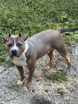Ryan -  American Bulldog and American Staffordshire Terrier Dog for Adoption in Frenchburg, Kentucky - Ryan | PetCurious