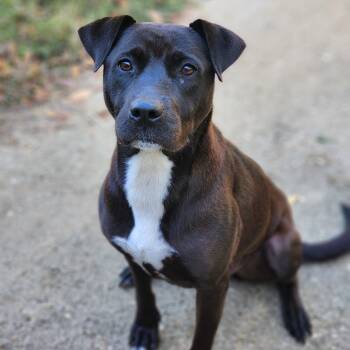 Rescue Pit Bull Terrier and Black Labrador Retriever Dogs for Adoption in Montgomery, Alabama - Blessing | PetCurious