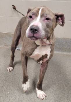 Rescue Pit Bull Terrier Dogs for Adoption in Hopkinsville, Kentucky - Coco | PetCurious