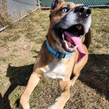 Rescue Husky and German Shepherd Dog Dogs for Adoption in Harrisonburg, Virginia - Bruno | PetCurious