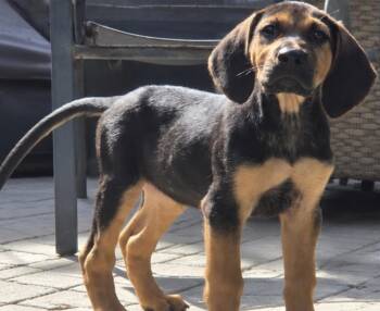 Dean -  Black And Tan Coonhound and Beagle Dog for Adoption in Calabash, North Carolina - Dean | PetCurious