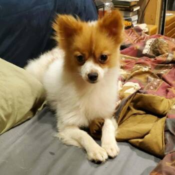 Andy -  Pomeranian Dog for Adoption in Melbourne, Kentucky - Andy | PetCurious
