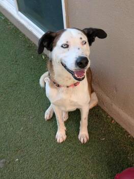 Rescue Husky and Australian Cattle Dog Blue Heeler Dogs for Adoption in Phoenix, Arizona - Banksy | PetCurious