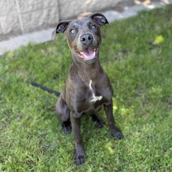 Weimaraner and Mixed Breed Dogs Available for Adoption in Modesto, California - MAGENTA | PetCurious