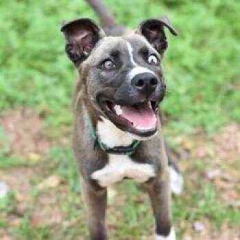 Blue -  Terrier and Pit Bull Terrier Dog for Adoption in Conroe, Texas - Blue | PetCurious