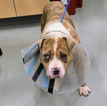 American Bully Dogs Available for Adoption in Lindenhurst, New York - 26-198 | PetCurious