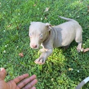 Bronto -  Pit Bull Terrier Dog for Adoption in East St. Louis, Illinois - Bronto | PetCurious