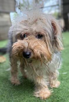 Braga -  Yorkshire Terrier and Silky Terrier Dog for Adoption in Ramona, California - Braga | PetCurious
