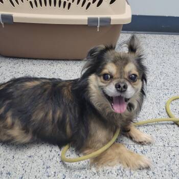 Shih Tzu Dogs Available for Adoption - Tito | PetCurious