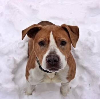 American Staffordshire Terrier and Mixed Breed Dogs Available for Adoption in Morton Grove, Illinois - Sassy | PetCurious