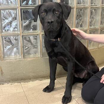 Labrador Retriever and Mixed Breed Dogs Available for Adoption - COLETTE | PetCurious