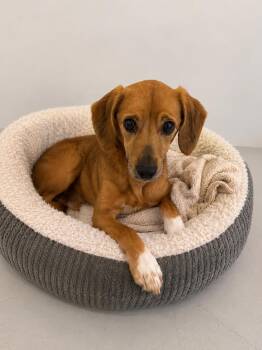 Beagle Dogs Available for Adoption in Wooster, Ohio - Daisy | PetCurious