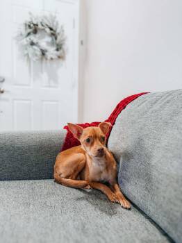 Chihuahua and Pug Dogs Available for Adoption - Ladybug | PetCurious