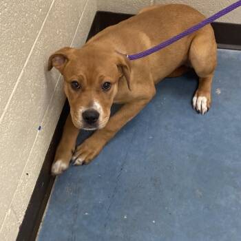 Mixed Breed Dogs Available for Adoption in Memphis, Tennessee - Elwood | PetCurious