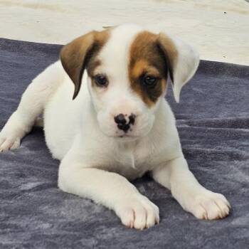 Pointer Dogs Available for Adoption in Cleveland, Texas - Elle | PetCurious