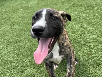 Mixed Breed Dogs Available for Adoption in Dallas, Texas - DRIZZ | PetCurious