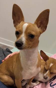 Rescue Chihuahua Dogs for Adoption in Mount Pleasant, South Carolina - Frances | PetCurious