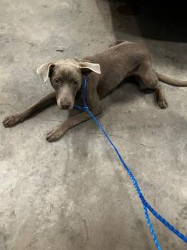 Pit Bull Terrier Dogs Available for Adoption in Dallas, Texas - LUCA | PetCurious