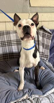 Zig Zig -  Boston Terrier Dog for Adoption in Fort Worth, Texas - Zig Zig | PetCurious
