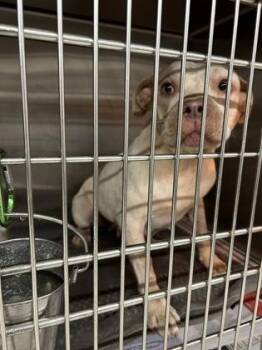 Joy -  Fox Terrier and Mixed Breed Dog for Adoption in Atlanta, Georgia - Joy | PetCurious