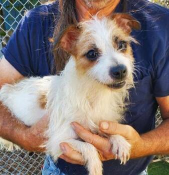 PEACHES -  Terrier Dog for Adoption in Fernandina Beach, Florida - PEACHES | PetCurious