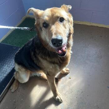 German Shepherd Dog Dogs Available for Adoption in Newport, Tennessee - Archie | PetCurious