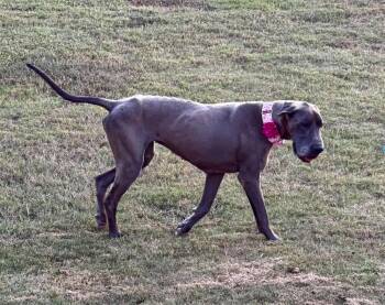 Rose -  Great Dane Dog for Adoption in Pensacola, Florida - Rose | PetCurious