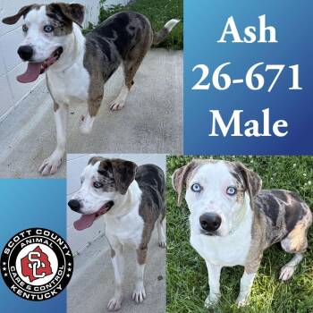 Ash -  Catahoula Leopard Dog and Australian Shepherd Dog for Adoption in Georgetown, Kentucky - Ash | PetCurious
