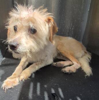 CHICKEN LITTLE -  Terrier Dog for Adoption in San Antonio, Texas - CHICKEN LITTLE | PetCurious