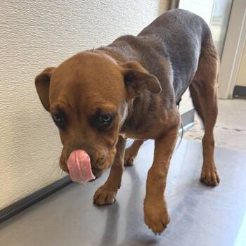 111160 -  Mixed Breed Dog for Adoption in Las Cruces, New Mexico - 111160 | PetCurious