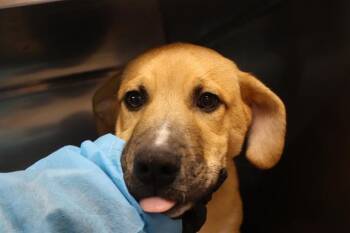 Mixed Breed Dogs Available for Adoption - ARCTIC | PetCurious
