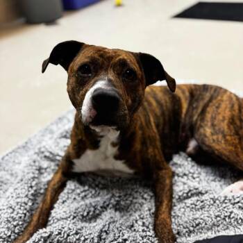 Mixed Breed Dogs Available for Adoption - Diesel 251077 | PetCurious