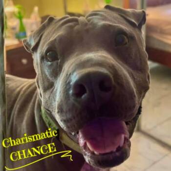 Rescue Shar Pei and Terrier Dogs for Adoption in Hollywood, Florida - CHARISMATIC CHANCE | PetCurious