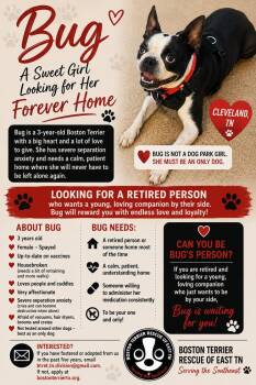 Bug-Cleveland, TN -  Boston Terrier Dog for Adoption in Maryville, Tennessee - Bug-Cleveland, TN | PetCurious