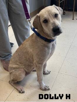 Dolly H -  Labrador Retriever and American Bully Dog for Adoption in Dyersburg, Tennessee - Dolly H | PetCurious
