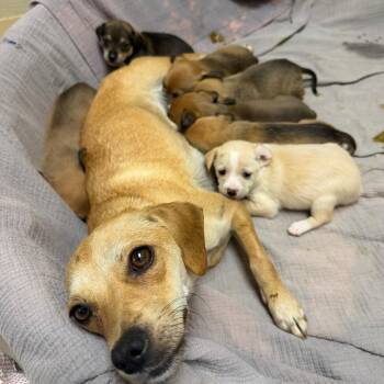 Toddy -  Mixed Breed Dog for Adoption in Winston-salem, North Carolina - Toddy | PetCurious