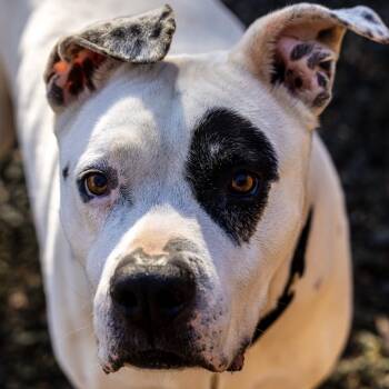 Rescue Staffordshire Bull Terrier Dogs for Adoption in Decatur, Georgia - Ebbie (I Have A Secret Crush!) | PetCurious