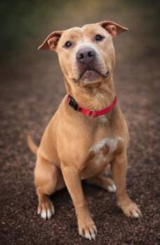 Labrador Retriever and Pit Bull Terrier Dogs Available for Adoption in Cedarburg, Wisconsin - Barbie | PetCurious