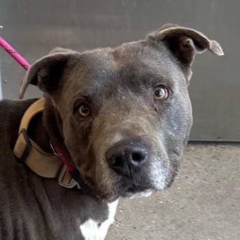 Zeus -  Mixed Breed Dog Available for Adoption in Las Cruces, New Mexico - Zeus | PetCurious