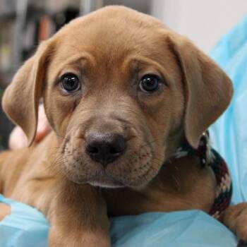 Mastiff and Boxer Dogs Available for Adoption in South Elgin, Illinois - Sorbet | PetCurious