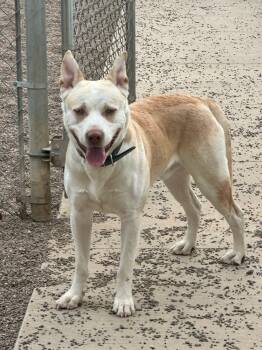 Rescue Husky and Labrador Retriever Dogs for Adoption in Black River Falls, Wisconsin - Chico | PetCurious