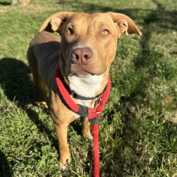 Lu Lu -  Mixed Breed Dog for Adoption in Philadelphia, Pennsylvania - Lu Lu | PetCurious