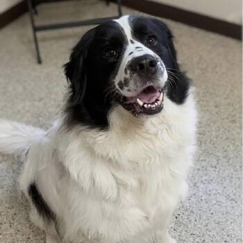 Charlie -  Great Pyrenees and English Setter Dog for Adoption in Marysville, Ohio - Charlie | PetCurious