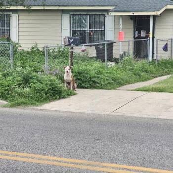 ADELE -  American Staffordshire Terrier Dog for Adoption in San Antonio, Texas - ADELE | PetCurious